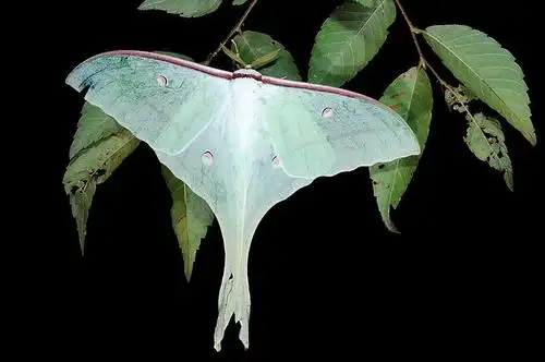 鉴定学名 长尾水青蛾  actias ningpoana ningtaiwana brechlin, 2012