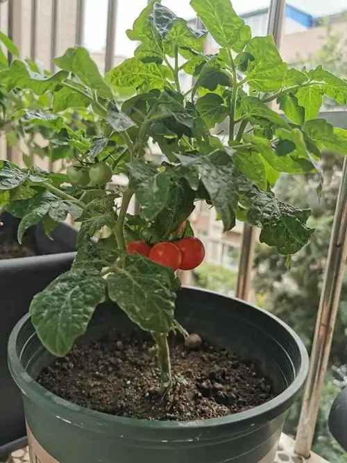 矮生小番茄,阳台盆栽"新宠",好养易打理,既能观赏,又能食用