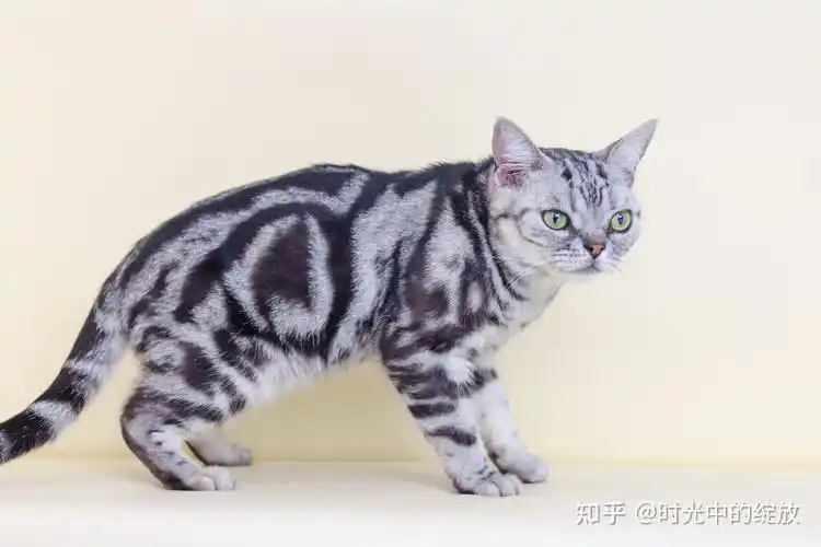 "美国短毛猫"系列