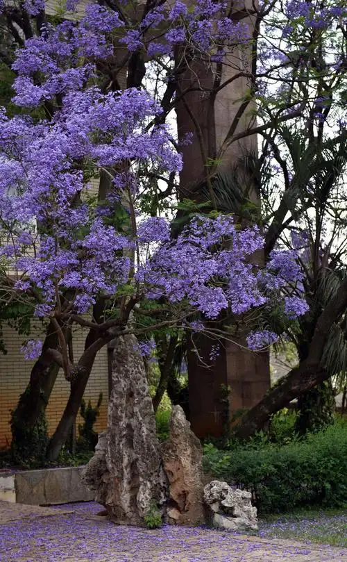 拍摄于昆明市的一棵巨大的蓝花楹树