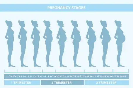 怀孕的女人的身体的变化.怀孕阶段, 三个月和出生, 孕妇和婴儿.