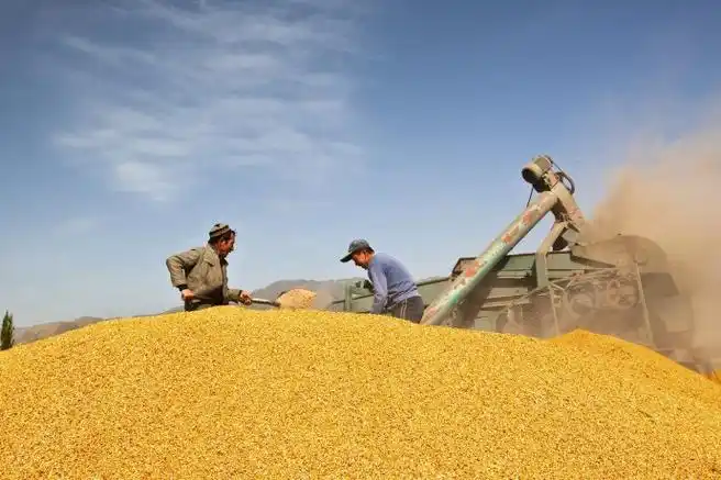 描写丰收的句子