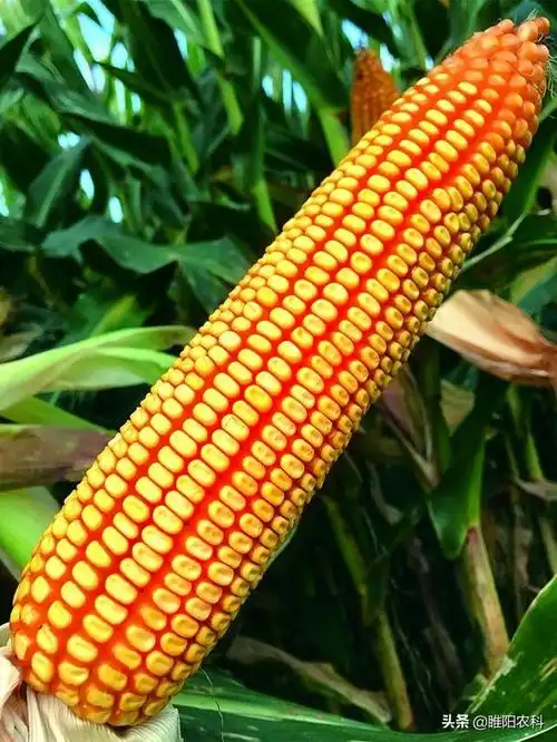超耐干旱高抗倒伏玉米新品种平均亩产1000公斤
