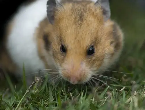 一组可爱的小老鼠(共5p) 由 管理员 设置为精华