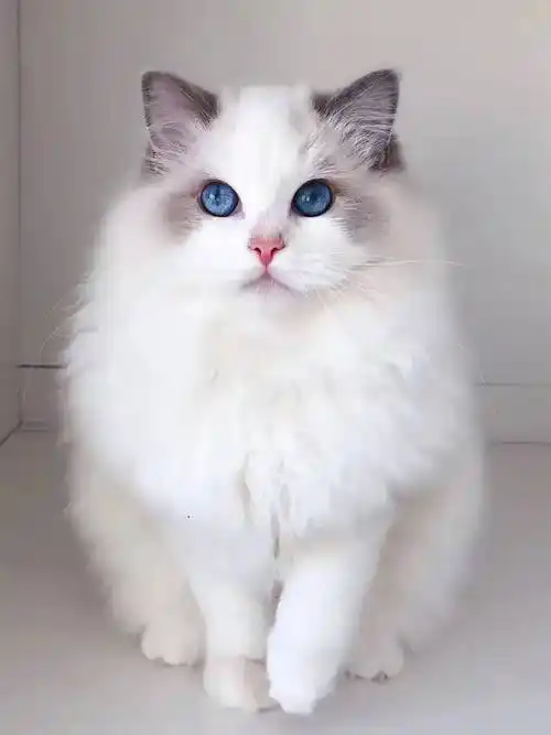 盘点十种非常可爱的小猫咪 你最喜欢哪一个品种呢