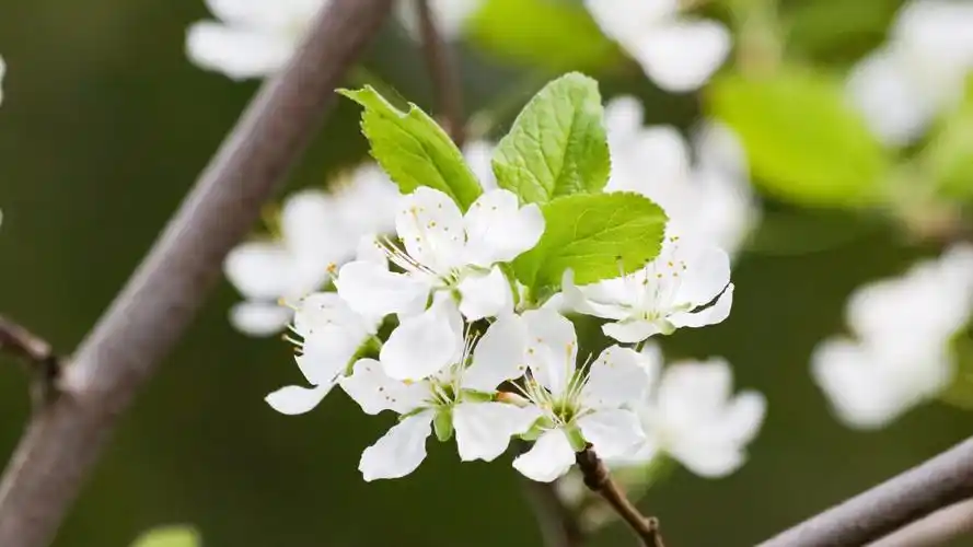 雪白的梨花图片大图-花卉壁纸-高清花卉图片-第6图-娟娟壁纸