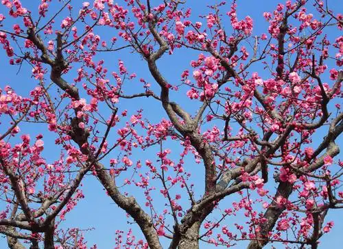 无人,横图,室外,白天,仰视,美景,植物,日本,亚洲,阴影,盛开,光线,影子