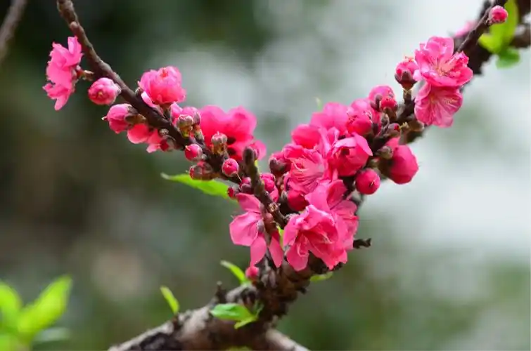 2018年2月的南国桃园,漫山遍野的桃花在暖阳中盛开,靠近一闻,空气中