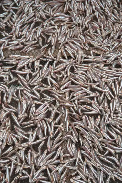 浊度的干燥对露天的小鳀鱼