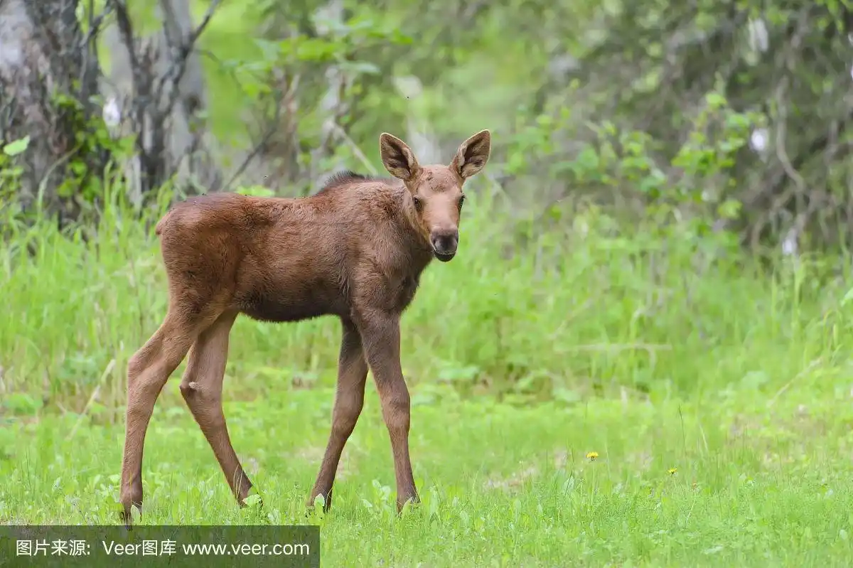 小驼鹿,驼鹿,哺乳纲,美国,水平画幅
