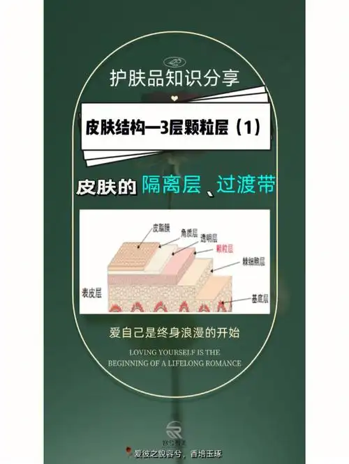 皮肤的颗粒层竟然起这个作用