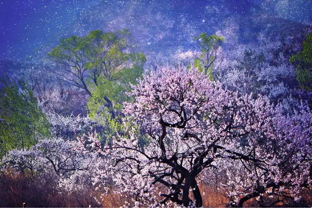 【原创】五绝/杏花开