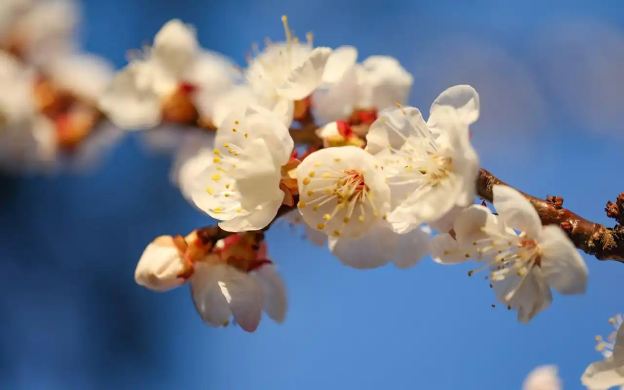 唯美养眼杏花高清桌面壁纸