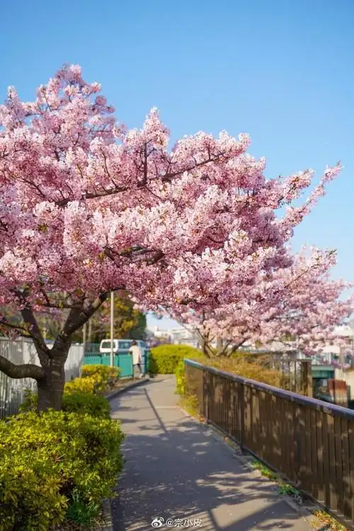 春游季##记录旅行