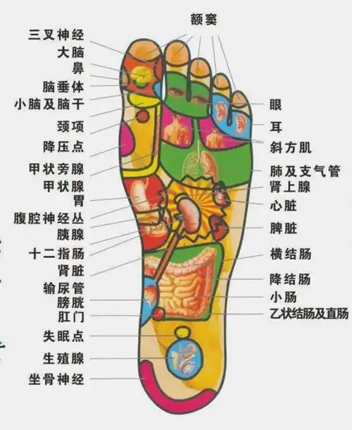 脚底穴道位置图
