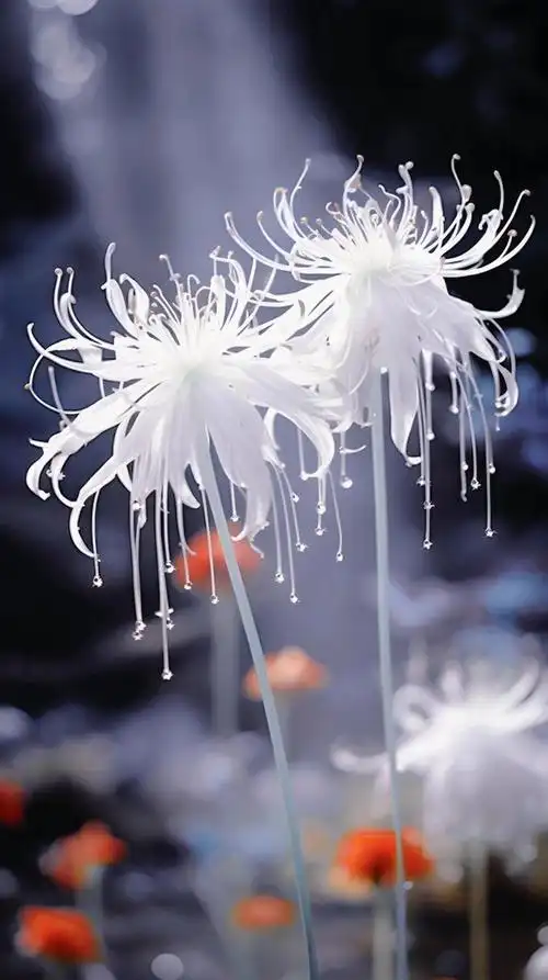 彼岸花:绝望爱情与思念的象征 🌸