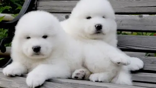 可爱萨摩耶卖萌图片大全十二生肖狗图片