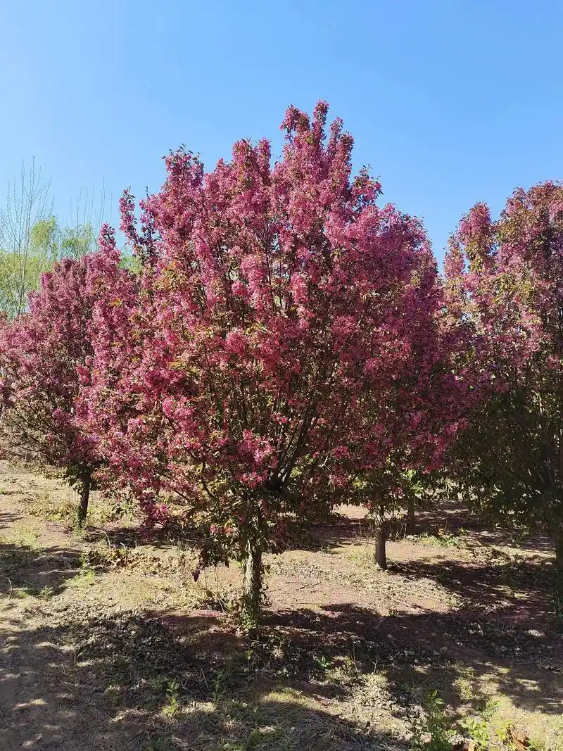 供应1215公分绚丽海棠
