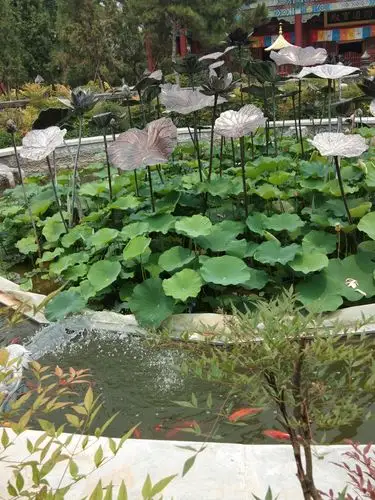 七宝莲池