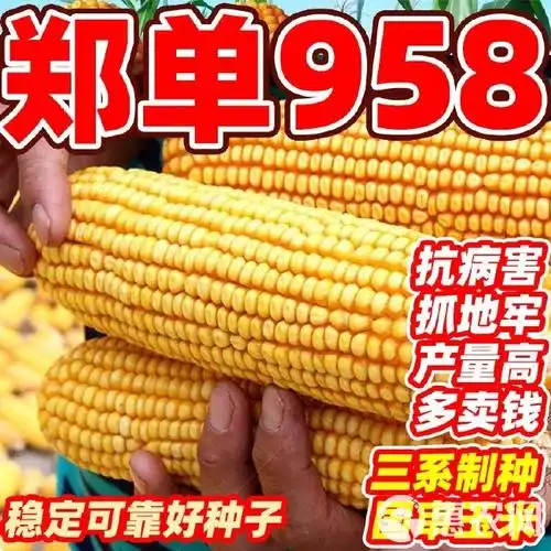 [郑单958玉米种子批发]批发玉米种子国审杂交抗锈病农科院苞谷原装