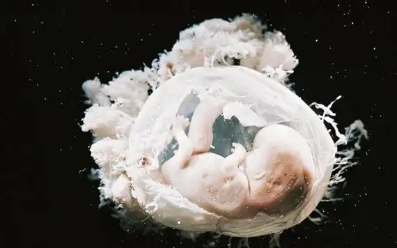 孕早期藏在胎芽中小秘密,大小和形状可判断是男是女