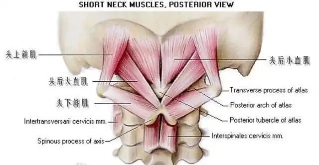 富贵包,含胸驼背很难彻底解决,可以针对枕下肌群进行放松练习!