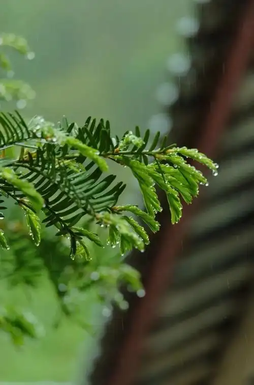 描写夏天美景的唯美句子100字