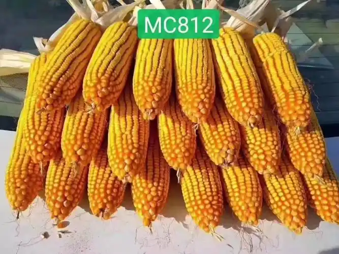 国审超级玉米新品种—京科mc812