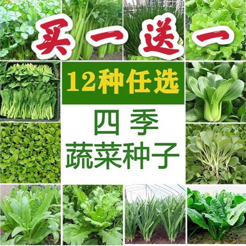 12种蔬菜种子套餐室内阳台绿植盆栽易种秋冬季四季绿色蔬菜种子籽