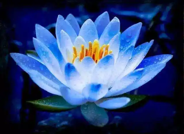 朗诵我是佛前的一朵莲花