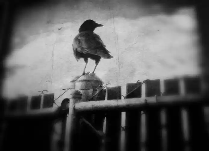 【一】《肖申克的救赎:渴望自由的鸟儿》