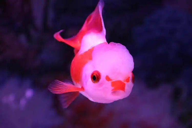 喜庆又可爱的金鱼,分享给大家,恭祝大家:年年有余,好运连连