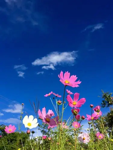 有蓝天白云为伴