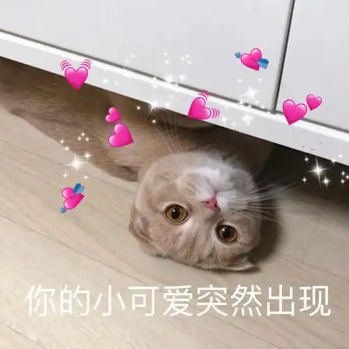 小猫咪可爱表情包