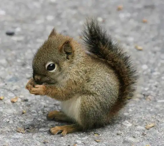 92分关于常见哺乳动物的冷门真相实用自然图鉴