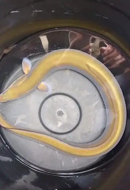 溪鳗",养了几天都不敢吃,网友劝其放生|怪鱼|河鳗|野生鱼|钓友_网易