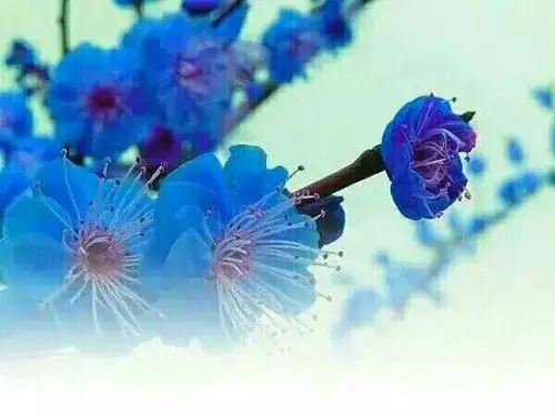 在冬日的静谧中  每一朵蓝色的梅花