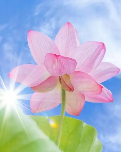 蓝天荷花94夏日风情·美极了!__财经头条