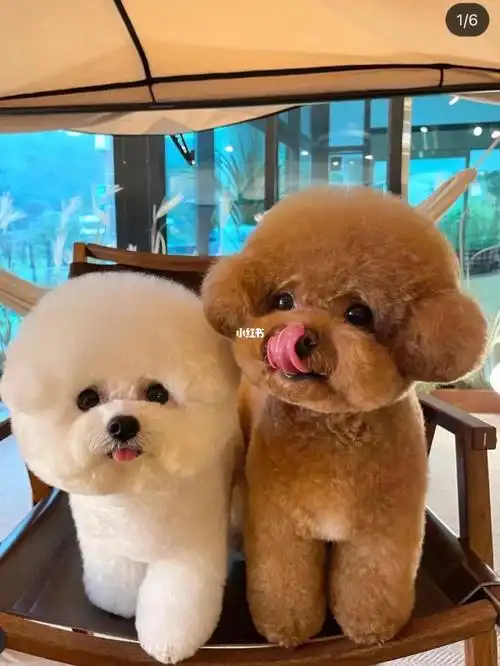 北京比熊泰迪借配配种配狗帮忙辅助配种犬舍