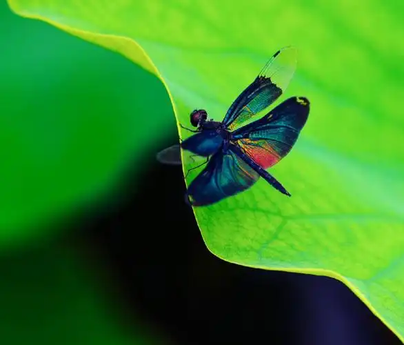 荷花上的蜻蜓