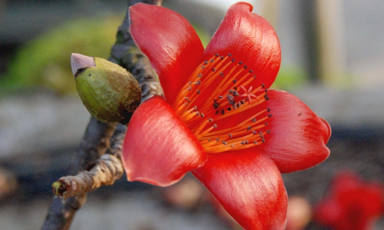 木棉花花语和寓意