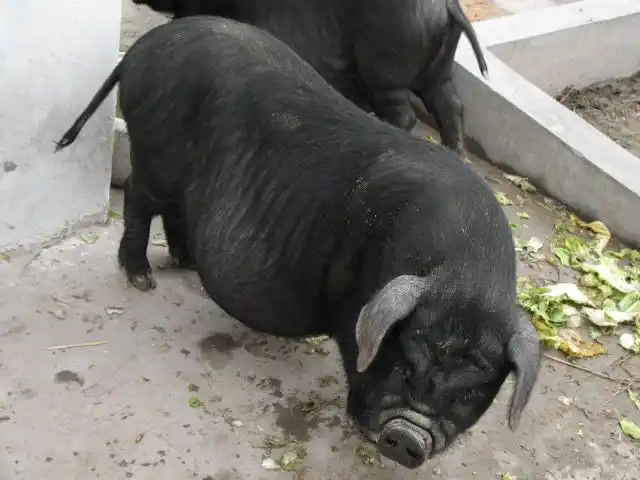 美好食客美好分享