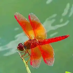 红蜻蜓头像