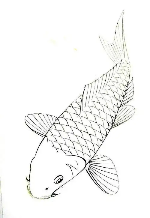 鲤鱼白描图