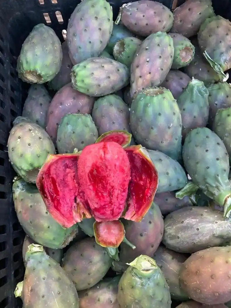 食用型果类仙人掌 #优质农产品  #口感特别好  #绿色生 - 抖音