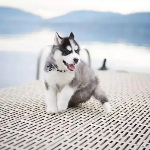 小姐姐负责做高难度瑜伽动作,哈士奇负责卖萌!