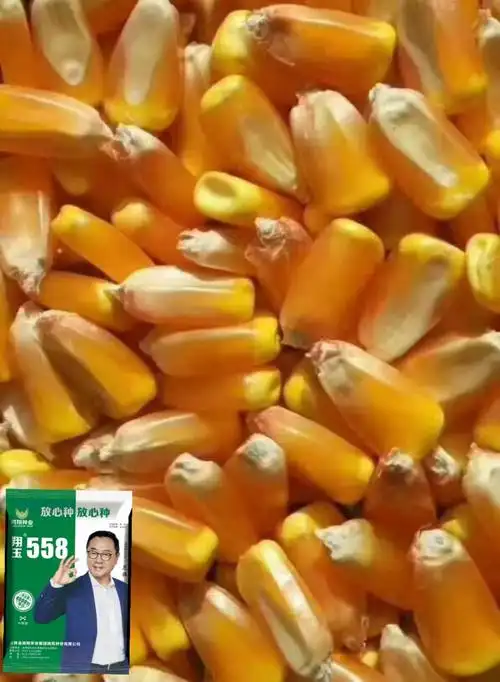 玉米界―侠客行 翔玉558