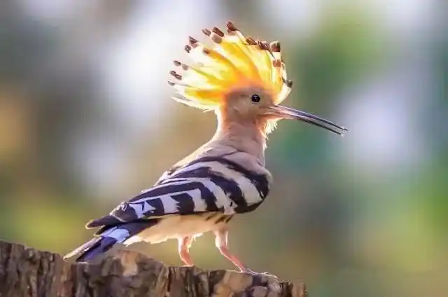 神奇的天堂鸟前世修来金羽毛吉祥如意伴君飞