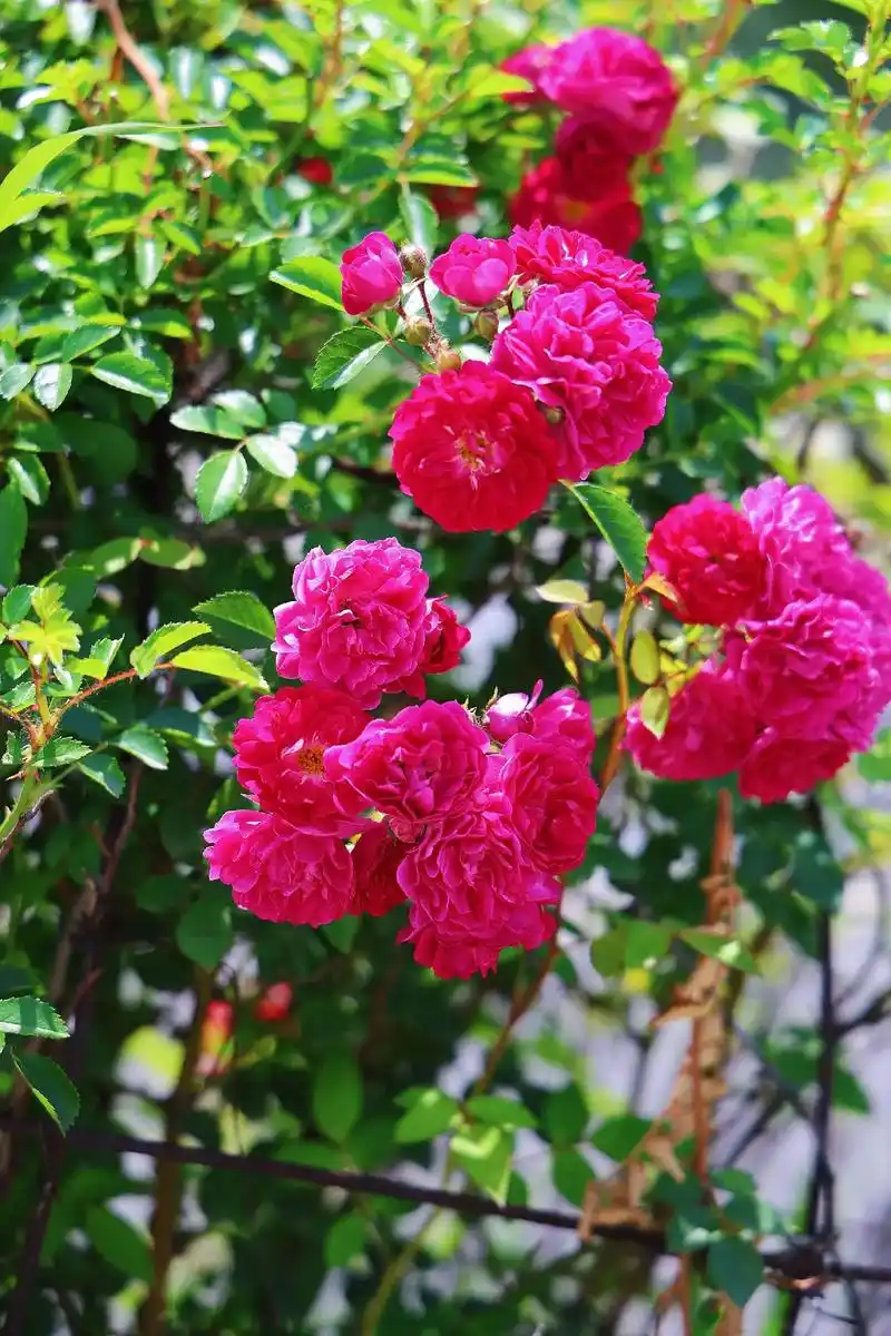 放弃漂亮的花去,选择有结果的树,心要像伞一样 ,撑得起 …… - 抖音