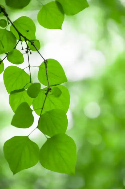 有没有很阳光清新绿色自然让人心情好的风景壁纸